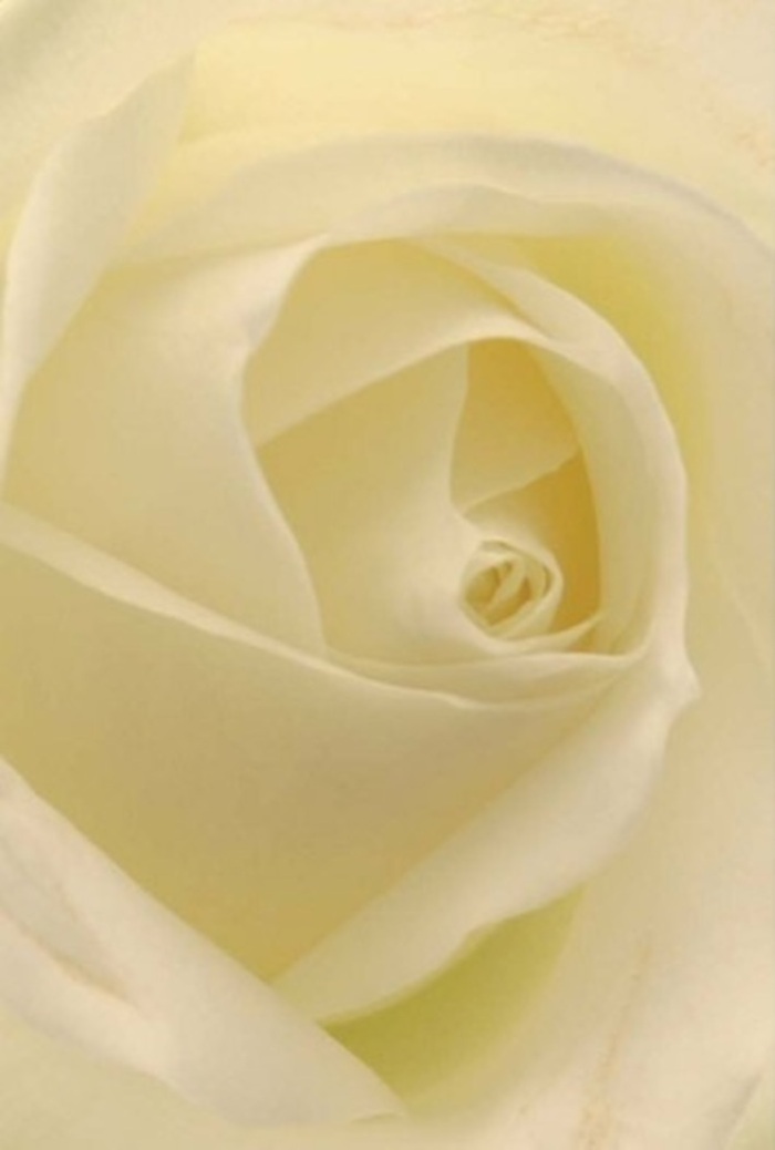 Seen through the eyes of a florist in Barnes, this classic white rose, captured in vivid close-up, becomes a study in softness, elegance, and tranquillity. Each petal's smooth contour blends tones of cream and milky white, their gentle curves spiraling towards a perfectly balanced core. The effect is reminiscent of first light streaming through the windows of a Georgian townhouse near Barnes High Street-subtle, golden, and pure. Light appears to flow from within the bloom, illuminating soft shadows and imparting a natural sophistication that is both striking and serene. The craftsmanship in this design is evident: each petal rests delicately yet securely atop the next, suggesting quiet resilience and unspoken intention, perfect for gestures of sincere apology, romantic devotion, or as a centrepiece at a wedding along the riverbank. Hints of fragrance waft from the flower's heart, imagined as crisp and fresh as an early morning stroll through Barnes Common. The arrangement's gentle palette invites peace, making it ideal for both celebratory and contemplative moments. Its balanced beauty and the meticulous care behind every layer reveal the artful touch and community spirit of Barnes Florist, reflecting both nature's generosity and the cultivated artistry found right here in SW13.
